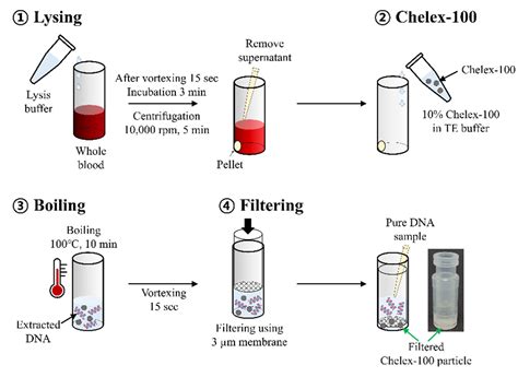 Pathogens | Free Full-Text | Development of a Simple DNA Extraction ...