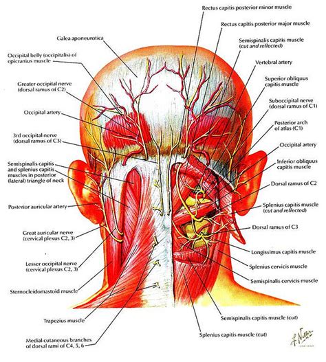 Muscles of the Head and Neck