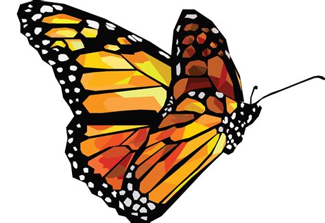 Butterfly vector png, Butterfly vector png Transparent FREE for ...