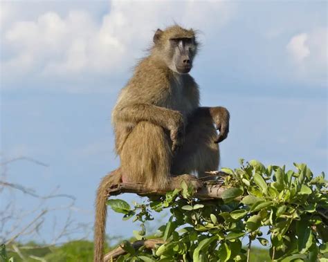 Chacma Baboon - Facts, Diet, Habitat & Pictures on Animalia.bio