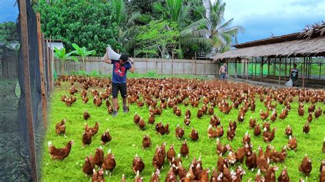 Free-range Chicken Farming ( Episode 59)│Harvesting hundreds of eggs ...