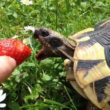 What Do Snake Neck Turtles Eat? - Pet Food Guide