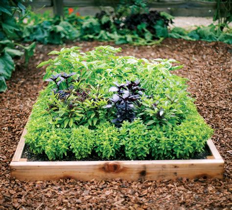 How to Grow a Bounty of Basil - Sunset Magazine - Sunset Magazine