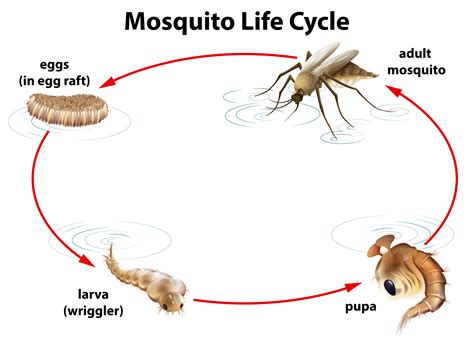 The life cycle of a mosquito 292720 Vector Art at Vecteezy