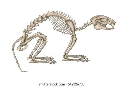 Rabbit Anatomy Royalty-Free Images, Stock Photos & Pictures | Shutterstock