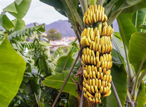 New Grafting Technique Could Save the Cavendish Banana - Modern Farmer