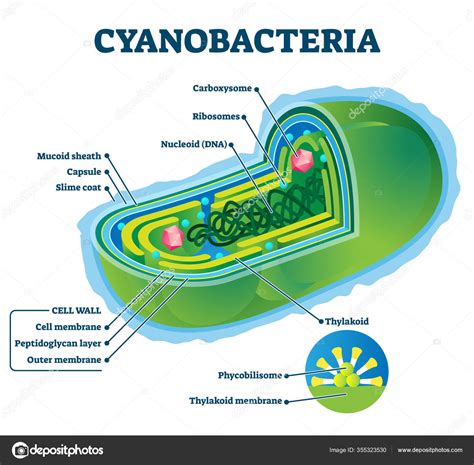 Bakteri Cyanobacteria