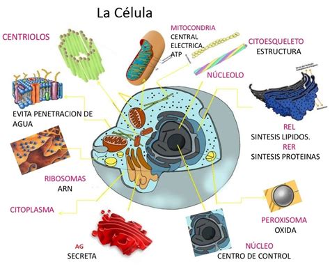 Mapa mental de la célula ¡Tienes que saber ESTO!