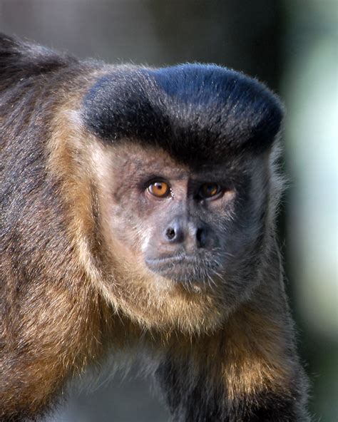 Brown capuchin monkey (Cebus apella) | Brown capuchin monkey… | Flickr