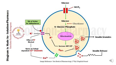 Sulfonylurease Mechanism of Action Animation | Anti Diabetics ...