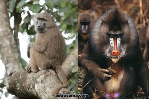 Difference Between Mandrill And Baboon 2024 | Astrasama