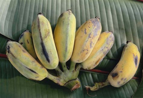 A Guide to 6 Different Types of Bananas