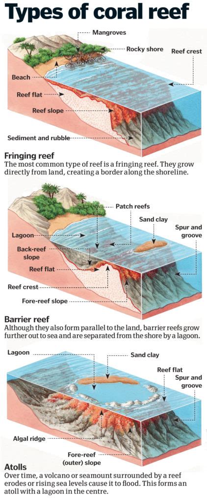 Coral reefs: Exploring the rainforest of the seas | How It Works Magazine