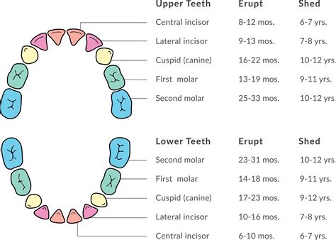 Fisher Pointe Dental _ Blog, Baby Teeth, diagram - Fisher Pointe Dental