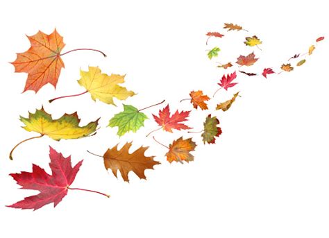 Fall Leaves In The Wind Stock Photo - Download Image Now - Leaf, Dead ...