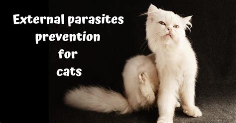 External Parasites Prevention For Cats 2024 - I Love Veterinary