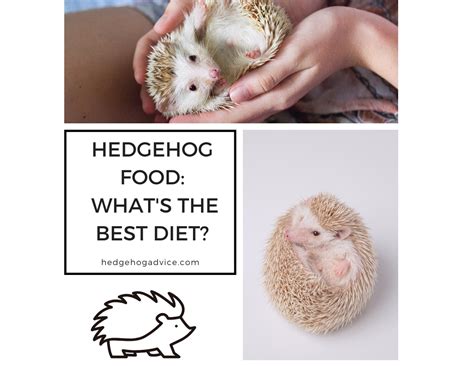 Hedgehog Food: What’s the best diet? - Hedgehog Advice