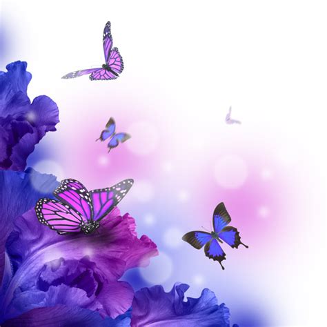 Background butterfly HD picture 03 free download