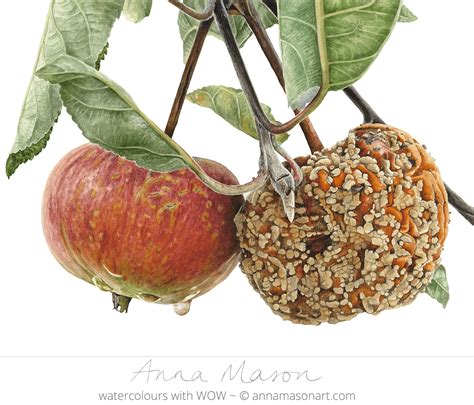 Fruit & Veg - Anna Mason Art | Anna mason, Botanical art, Watercolor fruit