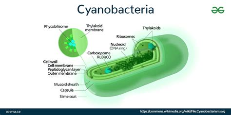 Cyanobacteria - Structure, Examples, Characteristics - GeeksforGeeks