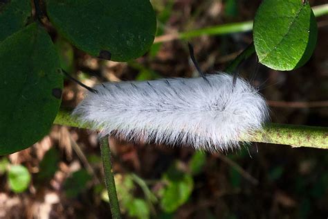 American Dagger Moth (Acronicta americana) Caterpillar – Seashore to ...