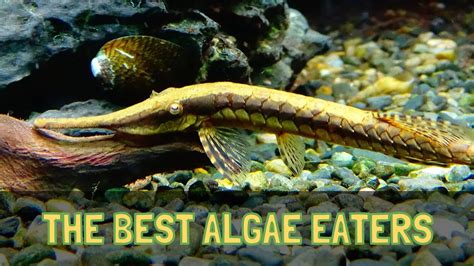 THE TOP 5 ALGAE EATERS FOR FRESHWATER AQUARIUMS (HD) - YouTube