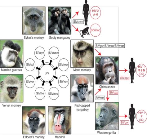 The early evolutionary history of HIV-from SIV ancestral strains to ...