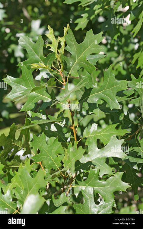 Texas Red Oak leaves Stock Photo - Alamy