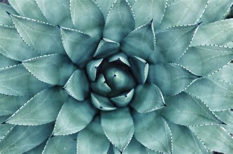 5 Examples of the Fibonacci Sequence in Plants - SunnyScope