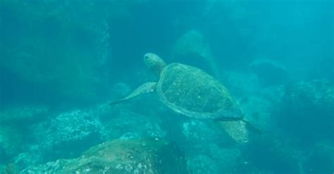 Sea Turtle Free Stock Video Footage, Royalty-Free 4K & HD Video Clip