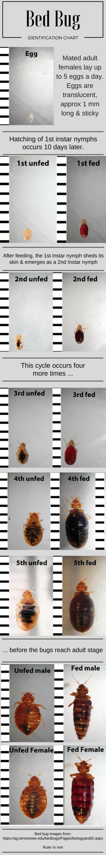 Bed Bug Identification Chart: Use this chart to identify male and ...