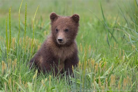 Grizzly Bear Cub | Photos by Ron Niebrugge