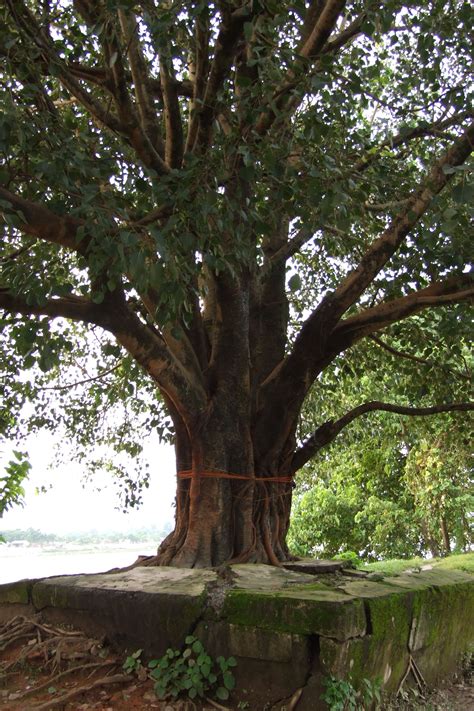 File:Siliguri-peepal-tree-1.JPG