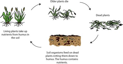 How is decomposition similar to recycling? | Socratic