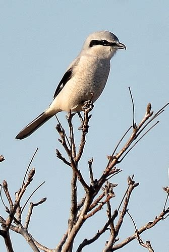 Northern Shrike — The Butcher Bird | Vermont Birder