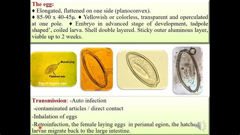 Family Oxyuridae(Oxyuris equi) (Entrobius vermecularis, morphology ...