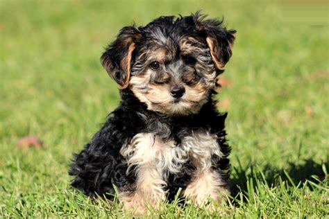 El perro Yorkiepoo o Yorkie Poo: conoce todo sobre esta novedosa raza