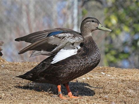 American Black Duck "Anas rubripes" | Boreal Songbird Initiative