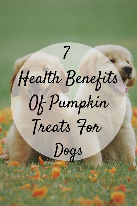 7 Health Benefits Of Pumpkin Treats For Dogs - Mom and More