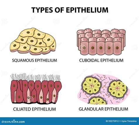 Glandular Epithelium Drawing