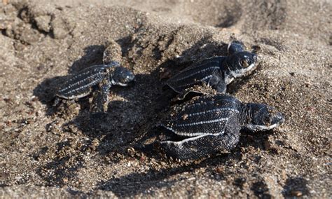 Turtle-friendly plastic? A crafty solution to pollution, poaching and ...