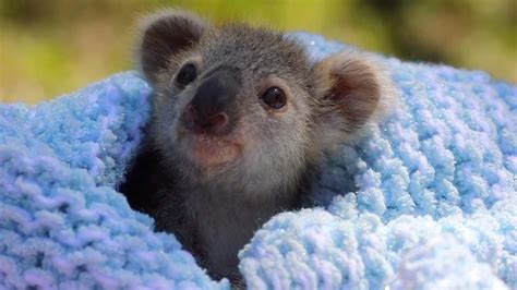 Baby Koala : Zoo Pappelt Koala Baby Auf : See more ideas about baby ...