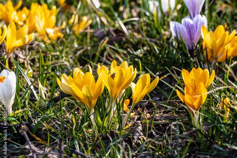 Crocus flavus, known as yellow crocus Stock Photo | Adobe Stock