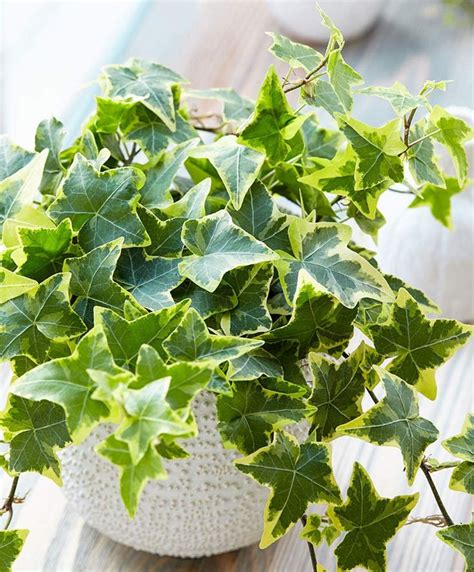 english ivy house plant | Ivy plant indoor, Ivy plants, Indoor vines