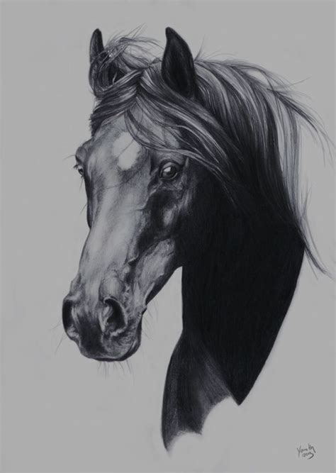 horse head drawing realistic - Sung Abney