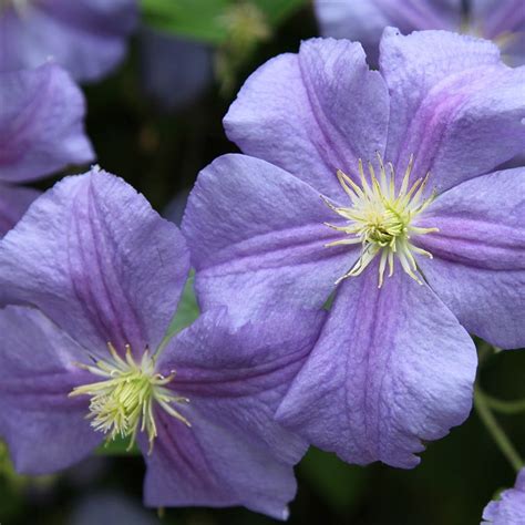 Buy clematis (group 3) Clematis Perle d'Azur: £17.99 Delivery by Crocus