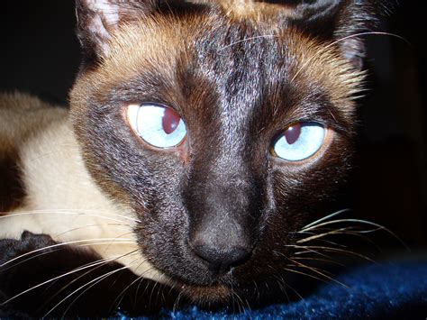 File:Siamese Cat Cross-Eyed.jpg - Wikipedia