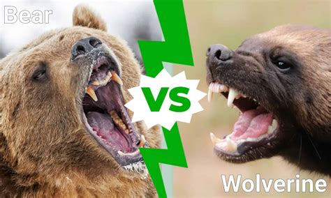 Wolverine Vs Bear: Who Would Win In A Fight? - A-Z Animals