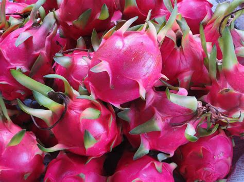 How Does Dragon Fruit Grow? - The Produce Nerd