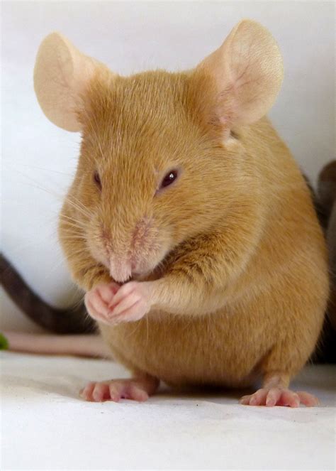 Ginger mouse | Estelle corne | Flickr